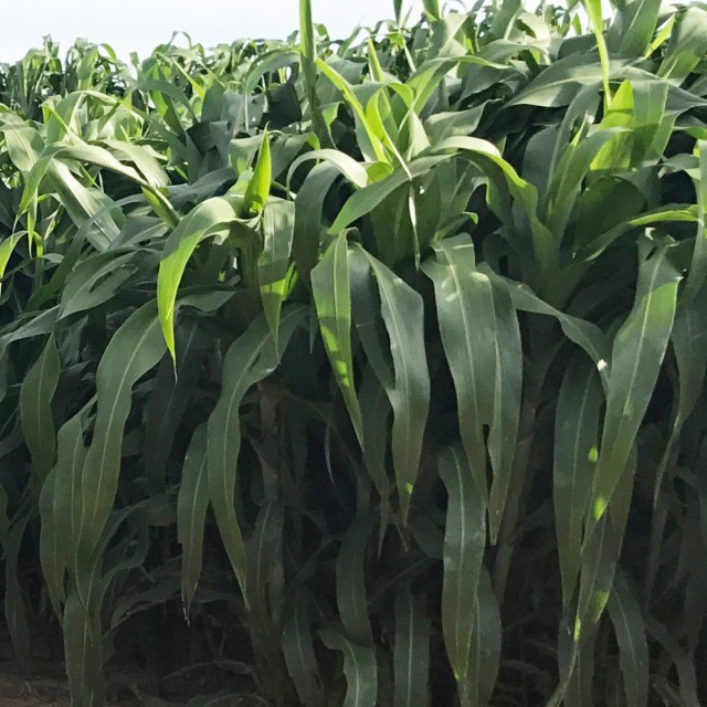 Forage Sorghum &amp; <span class="text-green-bright">Sorghum-Sudan</span> Seed