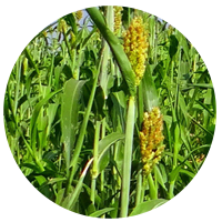 Grain Sorghum <span class="text-green-bright">(Milo)</span>