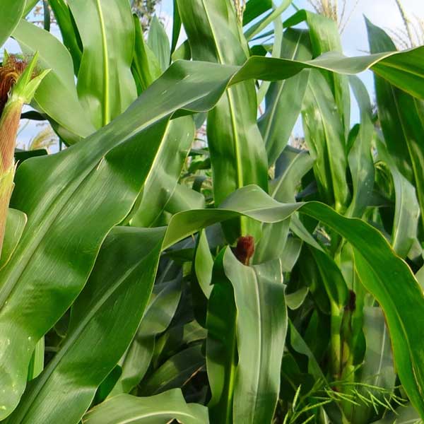Sorghum seed export to Egypt
